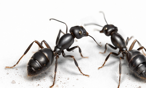 개미 방제