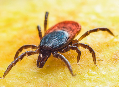 빈대 진드기 방제